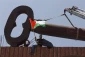 بزرگترین کلید جهان (نماد بازگشت آوارگان)در اعتراض به اشغال فلسطین ساخته شد