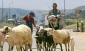 Palestinian herders hard-hit by Israeli restrictions