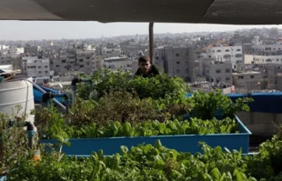 کاشت بدون خاک در غزه