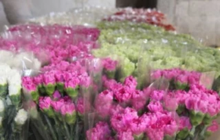 صادرات گلهای زینتی به اروپا