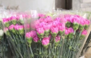 صادرات گلهای زینتی به اروپا