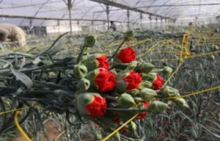 صادرات گلهای زینتی به اروپا
