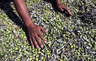 افزایش تولید روغن زیتون