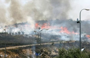 صهیونیستها300 درخت فلسطینیها را آتش زدند