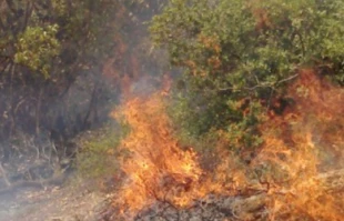 صهیونیستها300 درخت فلسطینیها را آتش زدند