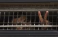 1800اسیرفلسطینی ازدیدار باخانواه محرومند