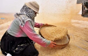 6 هزار تن تولید گندم غزه در سال گذشته