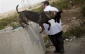 استفاده شهرکنشینان از سگ برای حمله به فلسطینیان