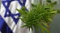 Israeli parliament members admit to pot use