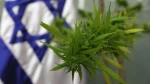 Israeli parliament members admit to pot use