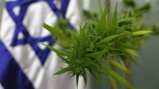 Israeli parliament members admit to pot use