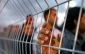 9 اسیرفلسطینی قدیمی ترین اسرای جهان