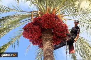 برداشت خرما از باغات غزه