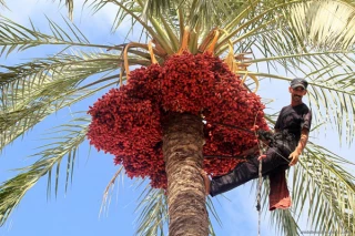 برداشت خرما از باغات غزه