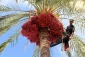 برداشت خرما از باغات غزه