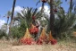 برداشت خرما از باغات غزه