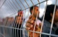اسارت 2,450 فلسطینی