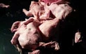 فروش مرغ مرده درکرانه باختری