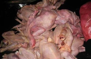فروش مرغ مرده درکرانه باختری