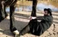 Prison 6: 200 haredim protest draft dodger's detainment