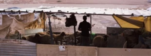 Palestinian 'bedouins' resist Israeli plans