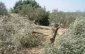 زخمی شدن 3753 فلسطینی