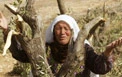 قطع 50 اصله درخت زیتون