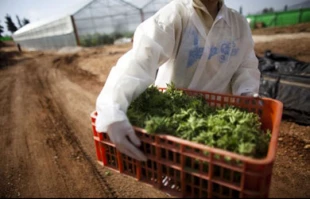 Cannabis use fairly common in Israel