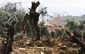 قطع  درخت زیتون فلسطینیها