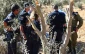 قطع  درخت زیتون فلسطینیها