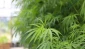 Israeli city official’s son busted over crime boss’ pot greenhouse