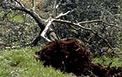 Zionist settlers uproot 5700 olive trees