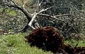 Zionist settlers uproot 5700 olive trees
