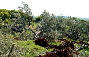 Zionist settlers uproot 5700 olive trees