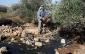 تخریب مزارع فلسطینی ها