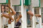 Palestinian captives on 51st day of hunger strike