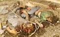 Gaza death toll hits 400