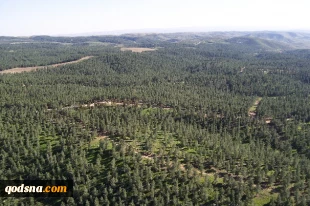 Israeli ethnic cleansing by pines