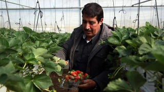 توقف واردات اسراییلی به فلسطین
