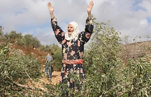 ریشه کن کردن ده ها اصله درخت زیتون فلسطینی ها