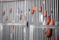 Force-feeding law, license to kill captives