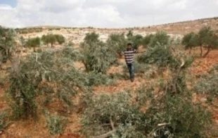 صهیونیست ها 80 اصله درخت زیتون را در کرانه باختری از بین بردند