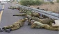 Jenin camp still stands as beacon of resistance