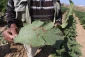 رژیم صهیونیستی با مواد سمی مزارع فلسطینیان را نابود می کند