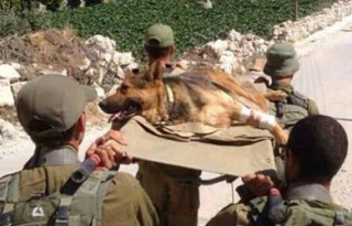 Zionist daily admits inefficiency of Israeli military
