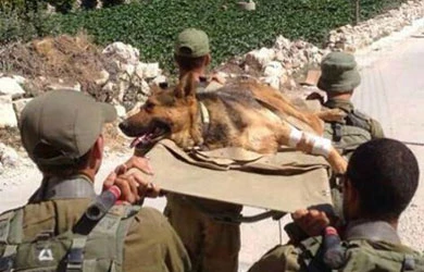 Zionist daily admits inefficiency of Israeli military