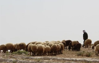 حمله شهرک نشین صهیونیست به دام های یک چوپان فلسطینی