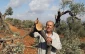 ریشه کن کردن صدها اصله درخت زیتون فلسطینی ها