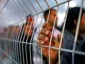بازداشت دوباره اسیر آزاده فلسطینی در الخلیل
