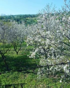 کفر راعی جنین
